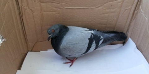 Kako liječiti bolest golubova